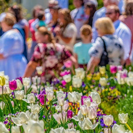 Square frame Array of flowers with colorful petals blooming on a sunny day in springの写真素材