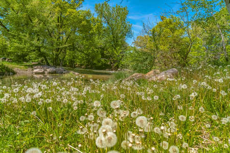 Dandelions with white flowers amid a lush greenery beside a stream. Bright blue sky with wispy clouds can be seen over the landscape on this sunny day.の写真素材