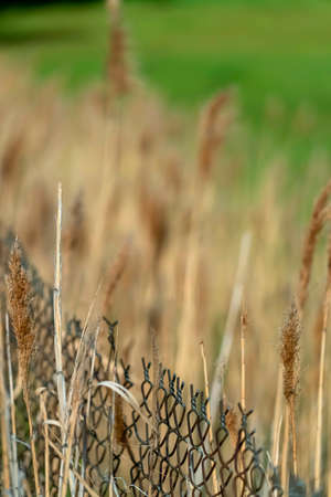 Close up of brown grasses growing around a chain link fence on a sunny day. Vibrant green grassy...