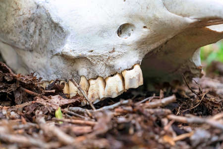 Close up of teeth attached to the white skull of a dead animal in the forest. The bone is lying on...
