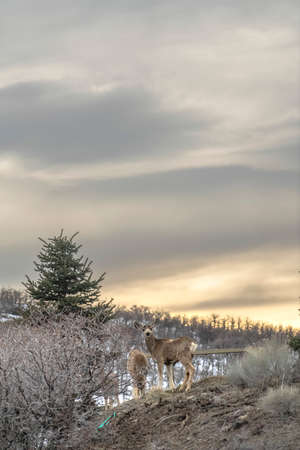 Gray deers in the wilderness with a shiny lake and cloudy sky in the background. Conifers and trees...
