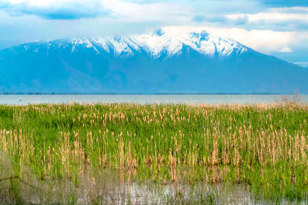 Grasses thriving on the shallow parts of a lake with snowy mountain background. Sky filled with puffy clouds can be seen over the landscape on this sunny day.の写真素材