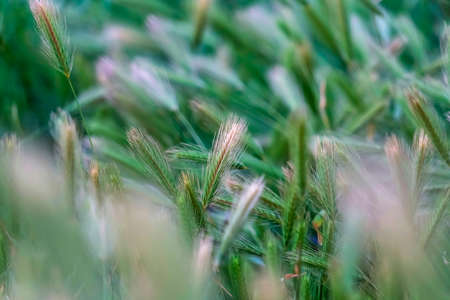Close up of green plants thriving abundantly in the wilderness on a sunny day. The grasses have thin stems with hair-like white threads on top.の写真素材