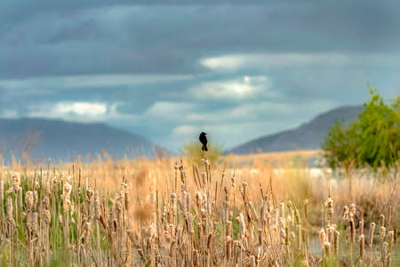 Small black bird perched on top of brown grass growing by a lake on a sunny day. Mountain and cloudy sky can be seen in the blurry background.の写真素材