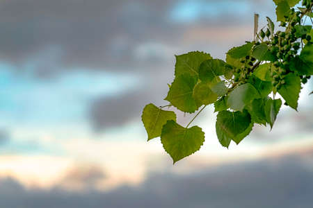 Close up of a plant with heart shaped leaves and small round green fruits. Blue sky with grasy clouds can be seen in the blurred background.の写真素材
