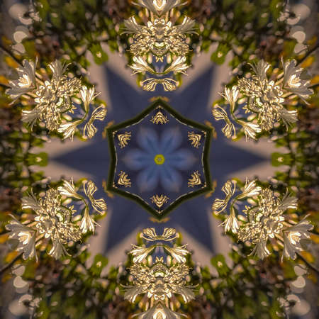 Star shape made form the negative space of a photos of white flowers in California. Geometric kaleidoscope pattern on mirrored axis of symmetry reflection. Colorful shapes as a wallpaper for advertising background or backdrop.の写真素材