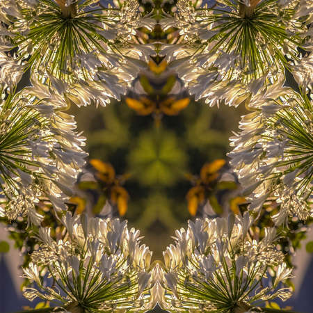 Reflective and stretched photo of white flowers in California design shape. Geometric kaleidoscope pattern on mirrored axis of symmetry reflection. Colorful shapes as a wallpaper for advertising background or backdrop.の写真素材