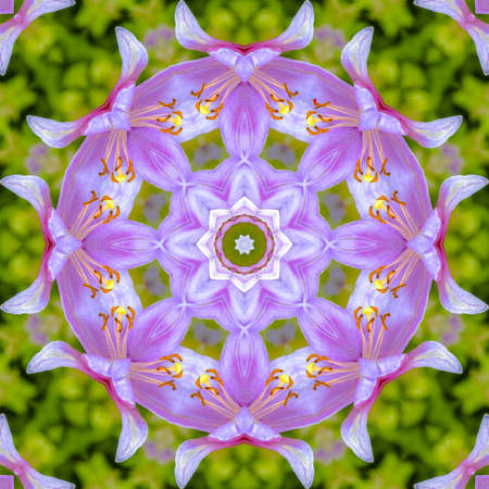 Pink flowers with fractal circular design view. Geometric kaleidoscope pattern on mirrored axis of symmetry reflection. Colorful shapes as a wallpaper for advertising background or backdrop.の写真素材
