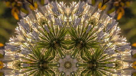 Panorama frame Dome circular shape made from reflecting white flowers in Calfiornia