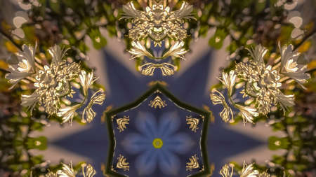 Panorama Star shape made form the negative space of a photos of white flowers in California....