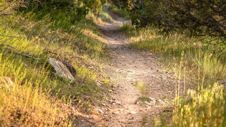Panorama frame Close up of a sunlit and narrow dirt road in the forest on a sunny day. The hiking...