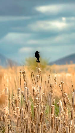Vertical frame Small black bird perched on top of brown grass growing by a lake on a sunny day. Mountain and cloudy sky can be seen in the blurry background.の写真素材