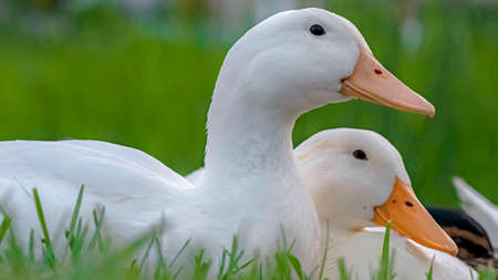 Panorama frame Close up of white ducks sitting on a terrain covered with vivid green grasses. The ducks have short yellow beaks and small black eyes.の写真素材