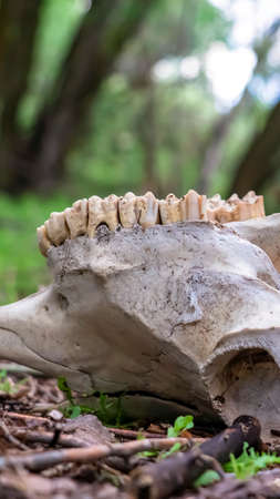 Vertical frame Close up of an animal skull in the forest against blurred tree trunks and sky. The teeth is still attached to the white bone lying on the forest ground.の写真素材