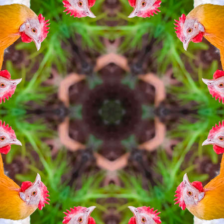 Square Orange chicken head reflected eigh twelve times. Geometric kaleidoscope pattern on mirrored axis of symmetry reflection. Colorful shapes as a wallpaper for advertising background or backdrop.の写真素材