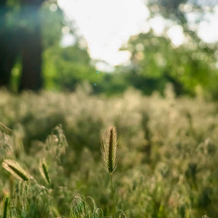 Square frame Scenic sunny day view of abundant green grasses thriving in the forest. Trees and...