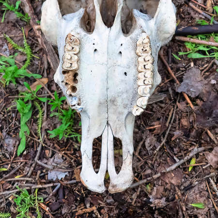 Square Bottom close up of white skull with teeth of a dead animal in the wilderness. The bone is lying on the forest floor with grasses, brown leaves, and twigs.の写真素材