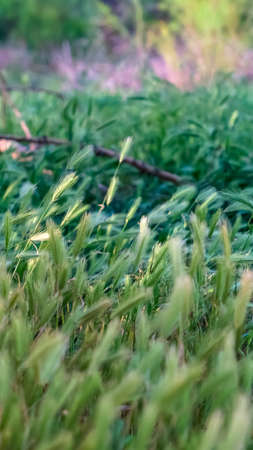Vertical frame Close up of abundant green grasses in the forest with trees in the background. Bright...
