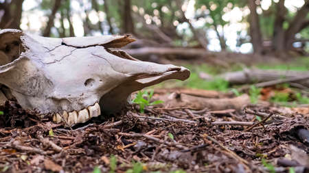 Panorama frame Animal skull in the forest floor with trees and sky in the blurred background. The teeth of the animal is still attached to the white bone.の写真素材