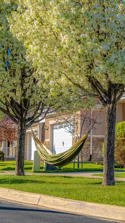 Vertical frame Road lined with white flowering trees in front of houses on a sunny spring day. A hammock is tied to the brown branches of the lush trees.の写真素材