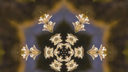 Panorama Abstract design star shape made from reflecting white flowers in California.の写真素材