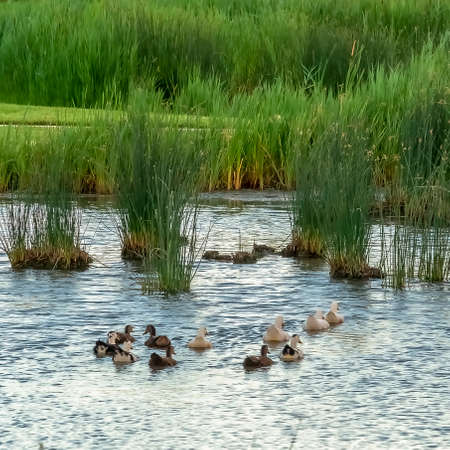 Square frame Neighborhood park with ducks swimming on a pond with bridge and shiny surfaceの写真素材