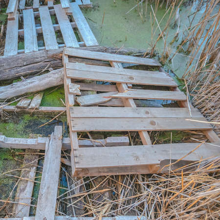 Square frame Bridge made from pallets in a swampy area near Utah Lake. Tall grass on either side of the wooden pallets over the green water.の写真素材