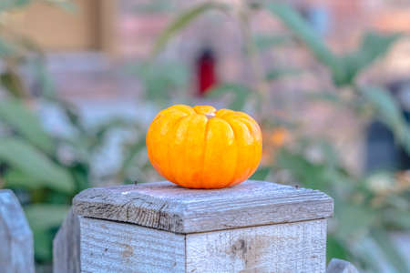 Ripe clean pumpkin on a fence post for Halloweenの写真素材