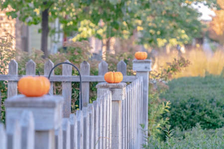 Row of pumpkins for fall or autumn on a rustic wooden fence surrounding a house ready for Halloweenの写真素材