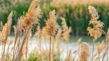 Pano frame Close up of natural brown grasses growing around a lake viewed on a sunny day. Scenic...
