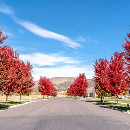 Square Street lined with vivid red maple trees in fall or autumn in a receding view towards a distant mountainの写真素材