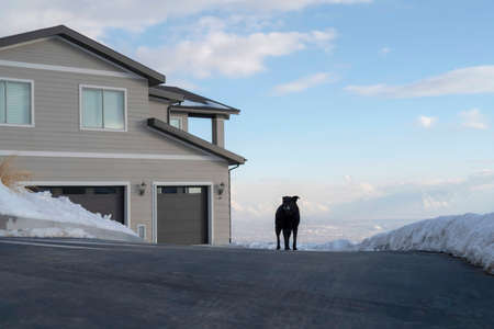 Dog on the driveway in front of a home at a neighborhood in Wasatch Mountains. A view of the valley and cloudy blue sky can be seen in the foggy background.の写真素材