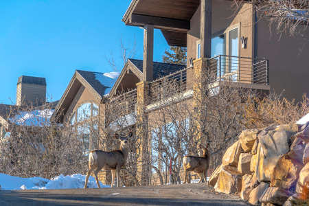Female deers on the driveway of home amid snow in Park City Utah in winter. Trees with no leaves, balcony, and blue sky can be seen behind the does on this sunny day.の写真素材