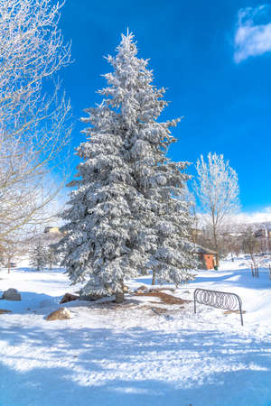 Tall frosted evergreen tree against snowy terrain and vibrant blue sky in winter. Beautiful scenery in Wasatch Mountains on a bright sunny day.の写真素材