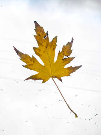 Natural single yellow maple tree leaf isolated against bright white background. The leaf has brownish sharp points and serrated or toothed margins between the lobes.の写真素材