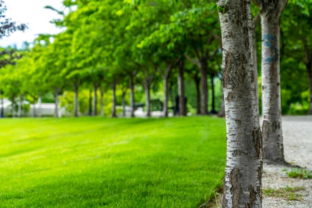 Lush trees with white barks and abundant leaves along road and grassy lawn. Picturesque park on a scenic nature landscape viewed on a sunny day.の写真素材