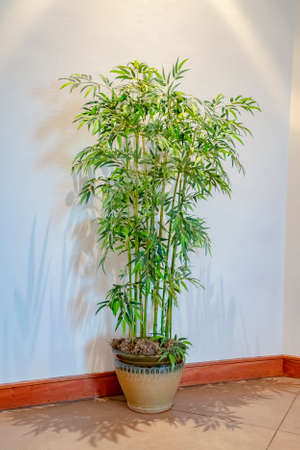 Green potted plant in a ceramic flowerpot standing indoors on the floor on the corner of a roomの写真素材
