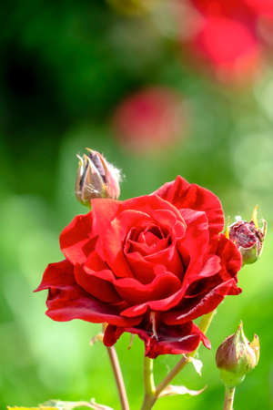 Fresh natural blooming red rose plant close up against blurry nature background. Several rose buds can also be seen in this beautiful nature scenery.の写真素材