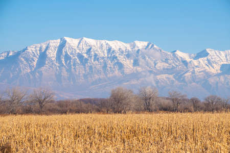 Dried cereal crop in an agricultural field in winter with snow-capped mountains behind in the Utah...