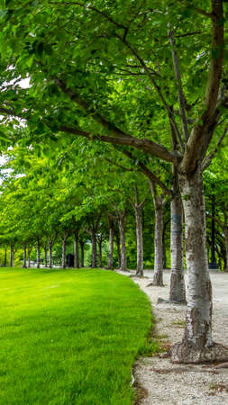 Vertical Trees with white barks and vibrant green leaves lining a road and vast lawn. Sunny and scenic park with mountain and sky view in the background.の写真素材