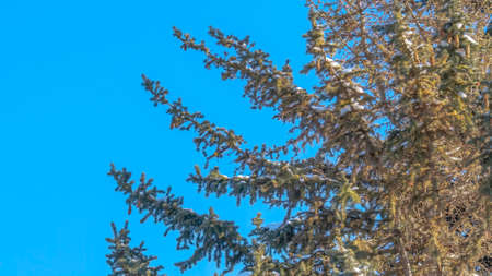 Panorama Evergreen tree with lush leaves against blue sky on a sunny day in Park City. The green foliage is dusted with snow on this winter day in Utah.の写真素材
