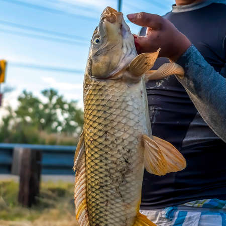 Square Huge white fish held by a fisherman by the gills against road trees and sky. The man holding...