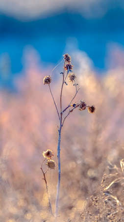 Vertical frame Selective focus to dried white wild flowerの写真素材