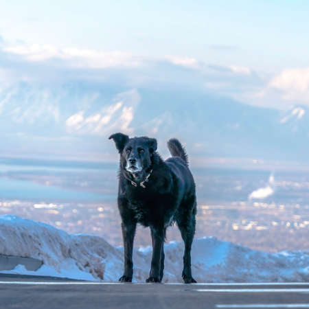 Square Black dog standing on the road against distant Wasatch Mountain and cloudy sky. View of the sweeping valley and lake can be seen in the blurry bakcground.の写真素材