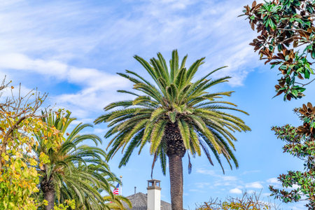 Palm tree with lush green compound leaves in Huntington Beach Californiaの写真素材