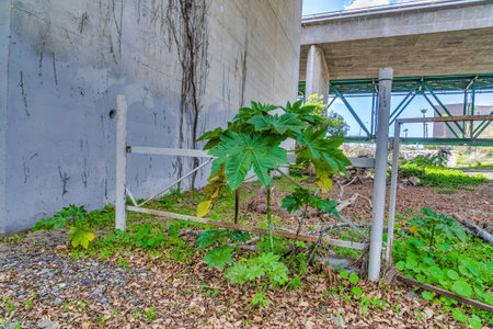 Wild plants with green leaves on dry rocky soil against bridge and building