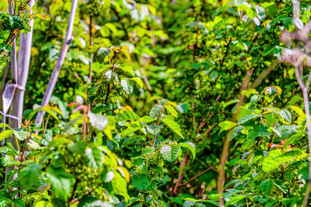 Vibrant green leaves of plants nature background in sunny San Diego Californiaの写真素材