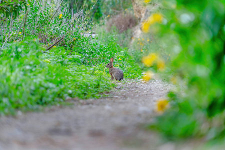 Small gray animal on a dirt hiking trail in the forest of San Diego Californiaの写真素材