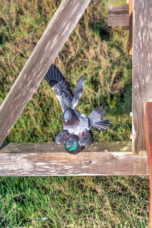 Beautiful gray birds in the wildlife habitat of Bolsa Chica Nature Reserveの写真素材