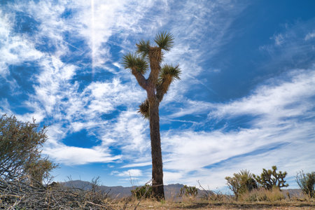 Joshua tree plant against blue sky and clouds at sunny Joshua Tree National Parkの写真素材